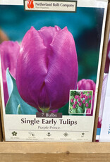 Netherland Bulb Company Tulip Purple Prince 7 /pack