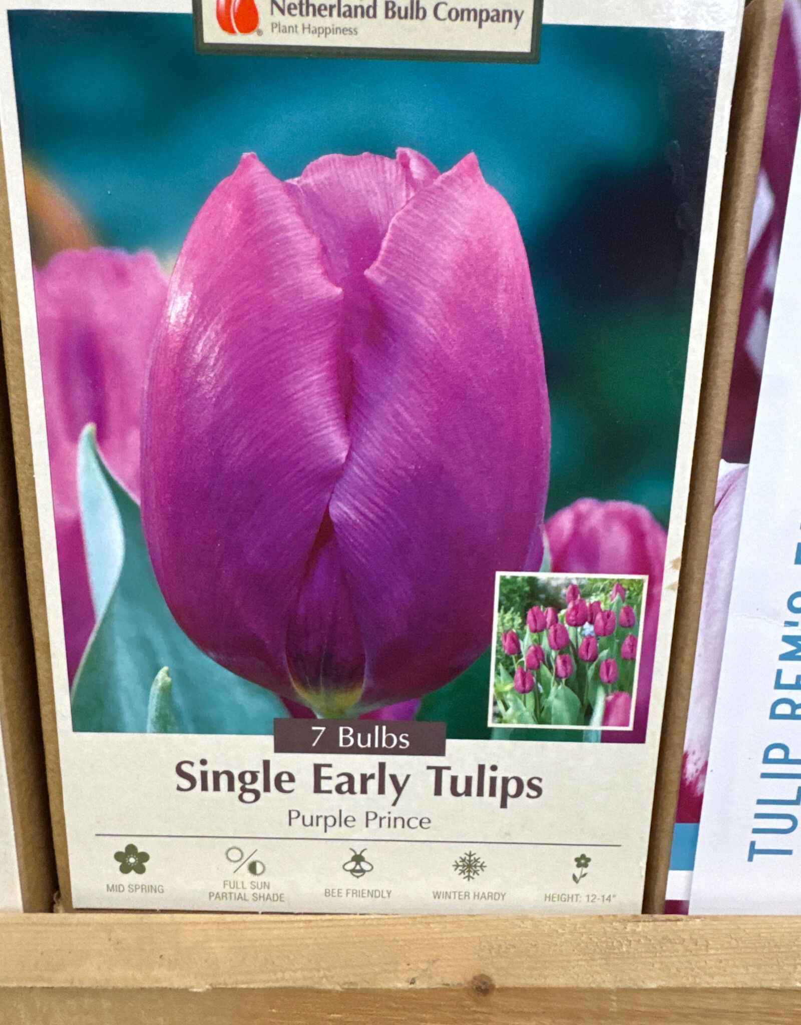 Netherland Bulb Company Tulip Purple Prince 7 /pack
