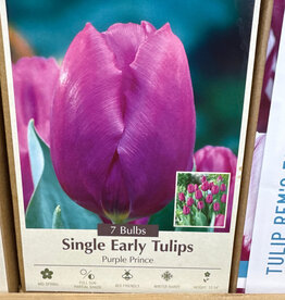 Netherland Bulb Company Tulip Purple Prince 7 /pack