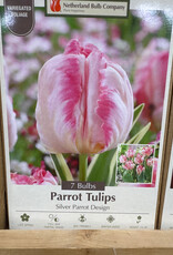 Netherland Bulb Company Tulip Silver Parrot Design 7 /pack