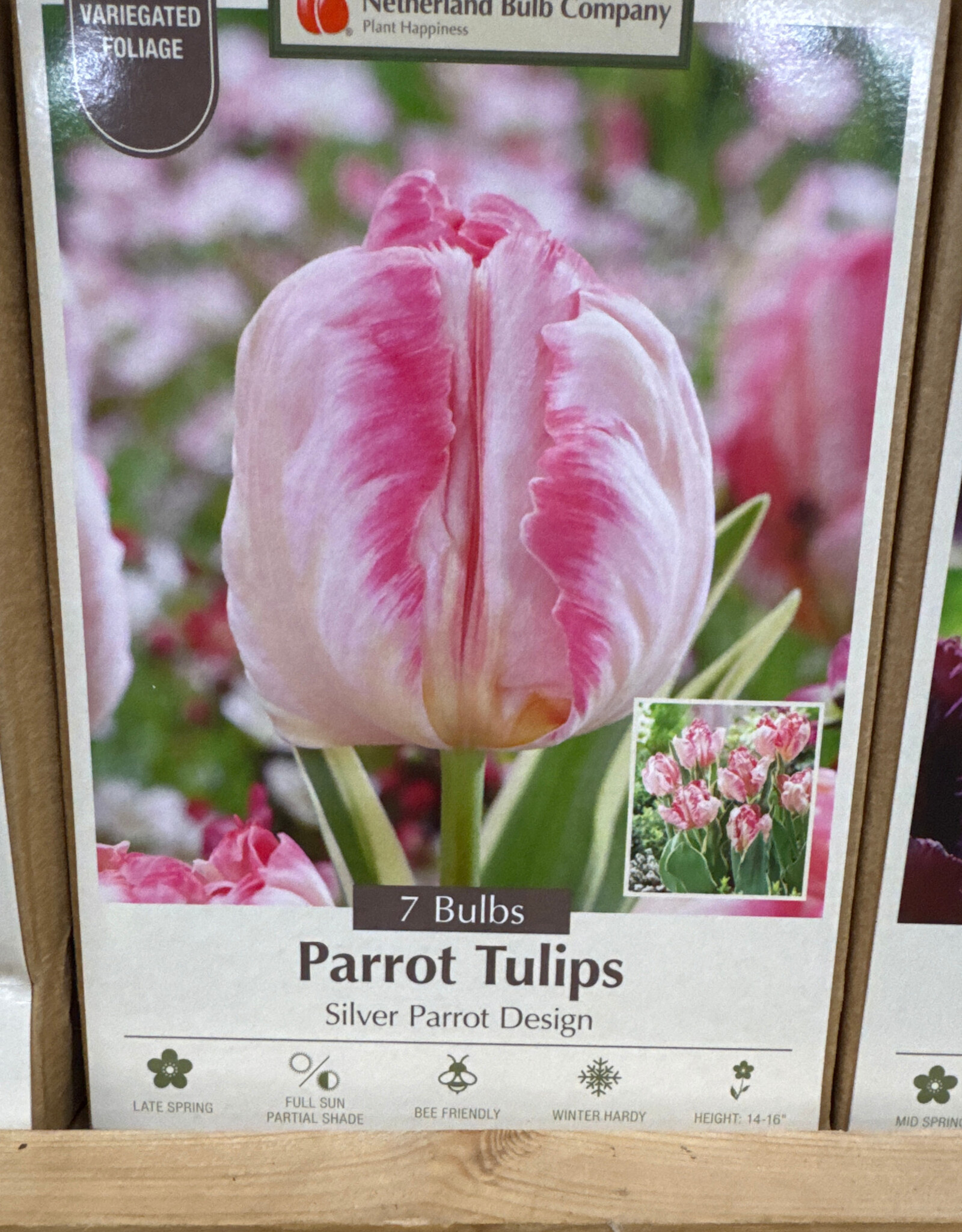 Netherland Bulb Company Tulip Silver Parrot Design 7 /pack