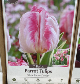 Netherland Bulb Company Tulip Silver Parrot Design 7 /pack