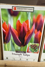 Netherland Bulb Company Tulip Slawa 7 /pack