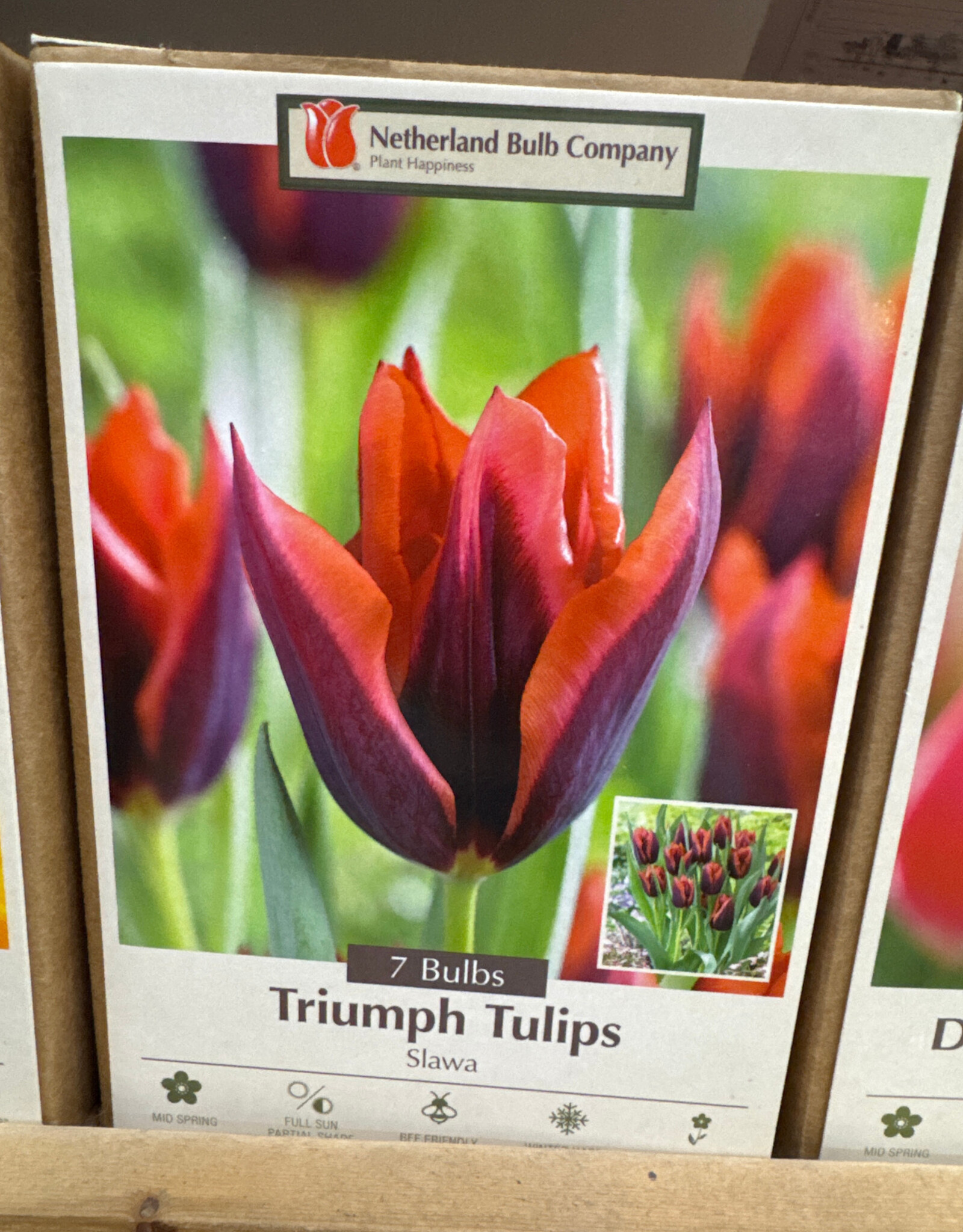 Netherland Bulb Company Tulip Slawa 7 /pack