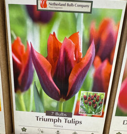 Netherland Bulb Company Tulip Slawa 7 /pack