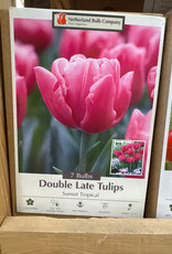 Netherland Bulb Company Tulip Sunset Tropical 7 /pack