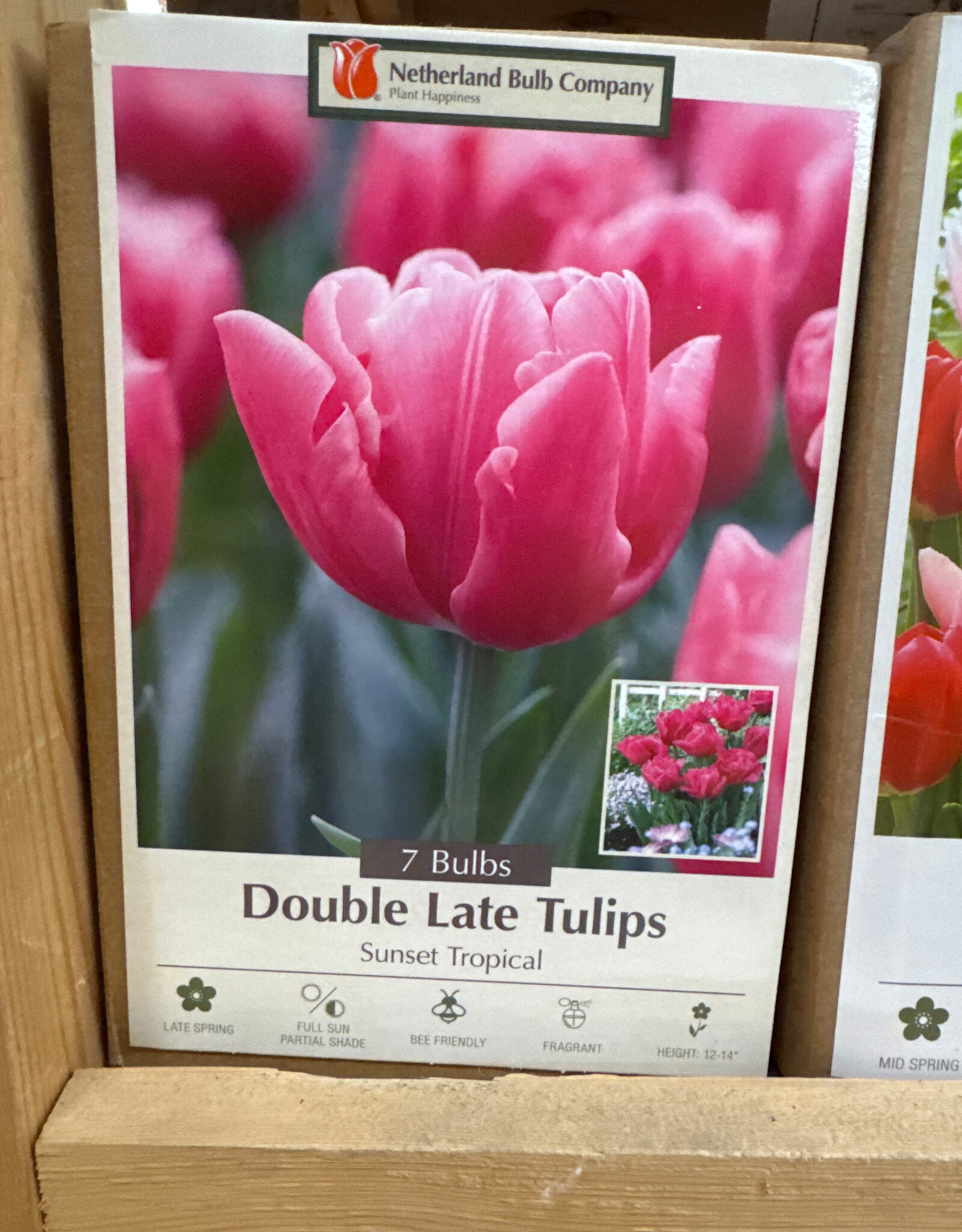 Netherland Bulb Company Tulip Sunset Tropical 7 /pack