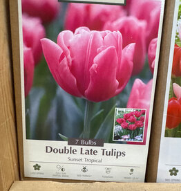 Netherland Bulb Company Tulip Sunset Tropical 7 /pack