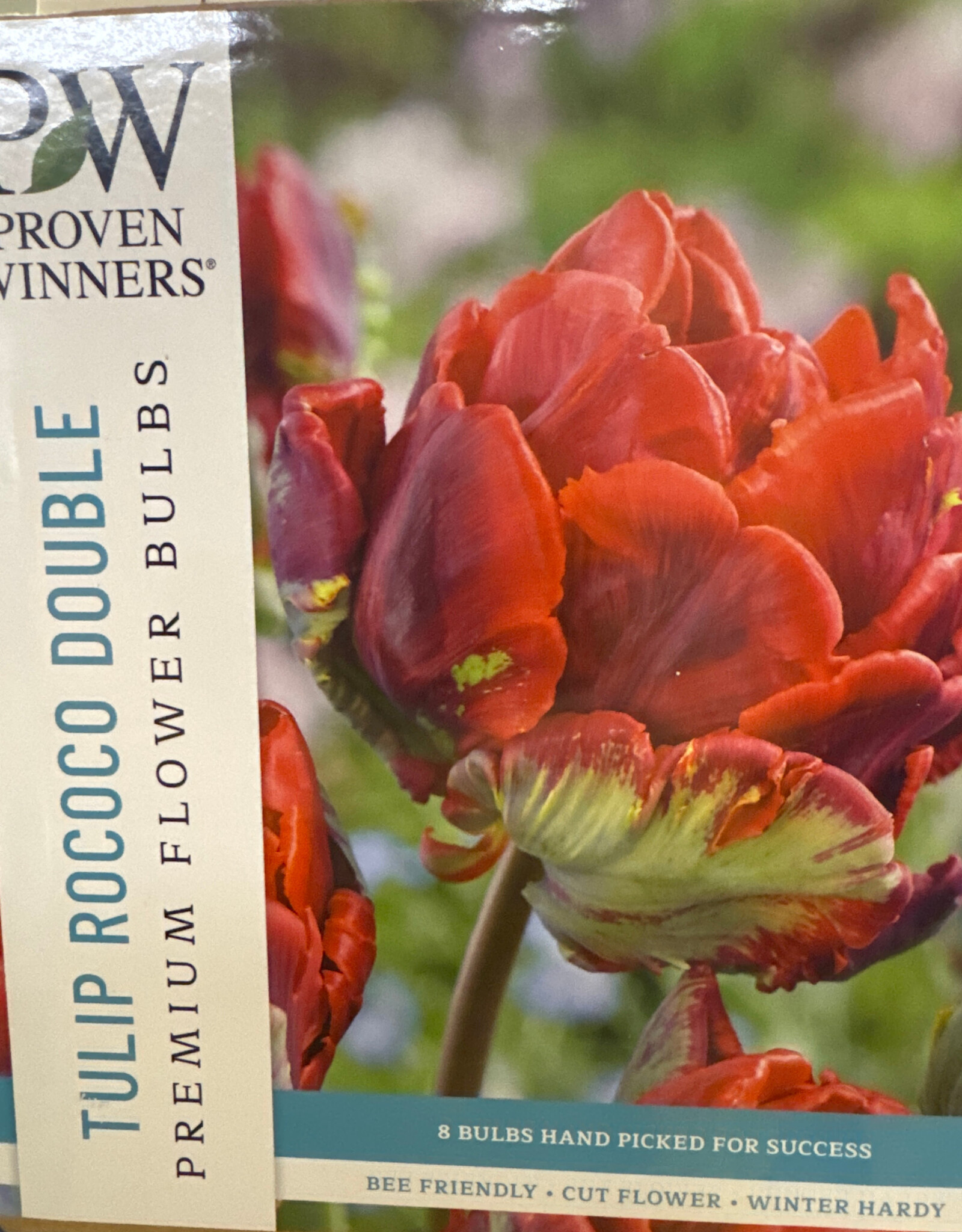 Netherland Bulb Company Tulip Rococo Double 8 /pack