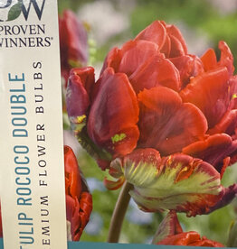 Netherland Bulb Company Tulip Rococo Double 8 /pack