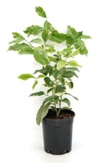Cascade Tropicals Citrus x limon variegated pink, - 6in Lemon