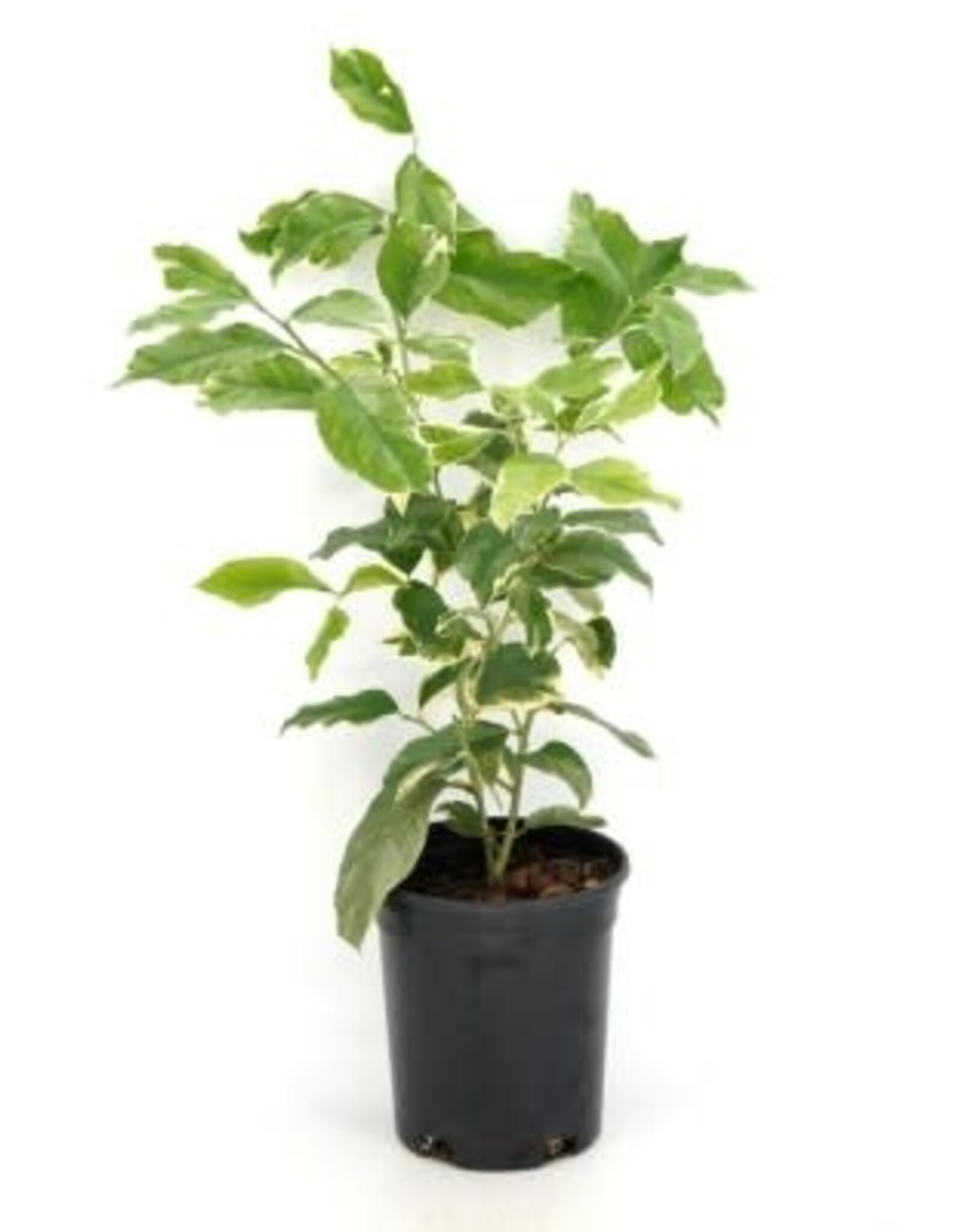 Cascade Tropicals Citrus x limon variegated pink, - 6in Lemon