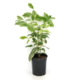 Cascade Tropicals Citrus x limon variegated pink, - 6in Lemon