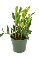 Cascade Tropicals Zamioculcas zamiifolia 'Zamicro', - 4in Compact ZZ Plant