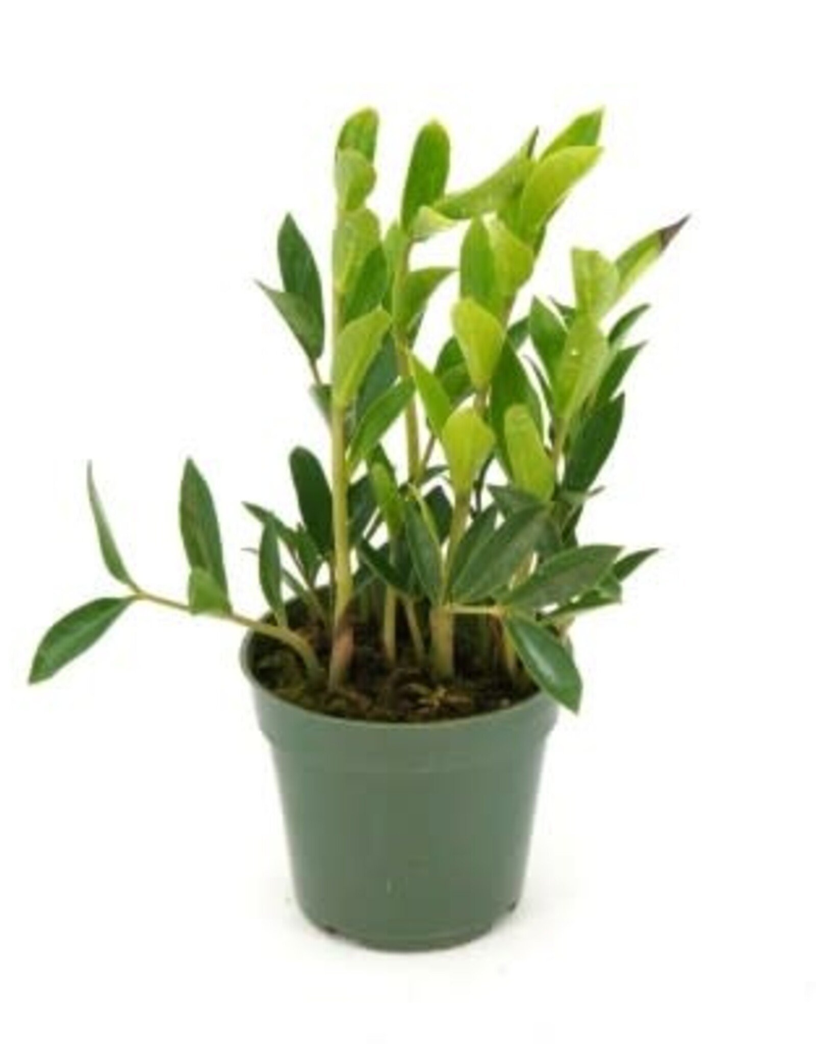 Cascade Tropicals Zamioculcas zamiifolia 'Zamicro', - 4in Compact ZZ Plant