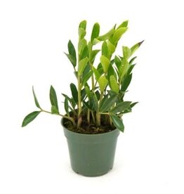 Cascade Tropicals Zamioculcas zamiifolia 'Zamicro', - 4in Compact ZZ Plant