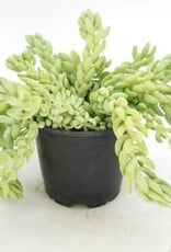 Cascade Tropicals Sedum morganianum, - 4in Burro's Tail