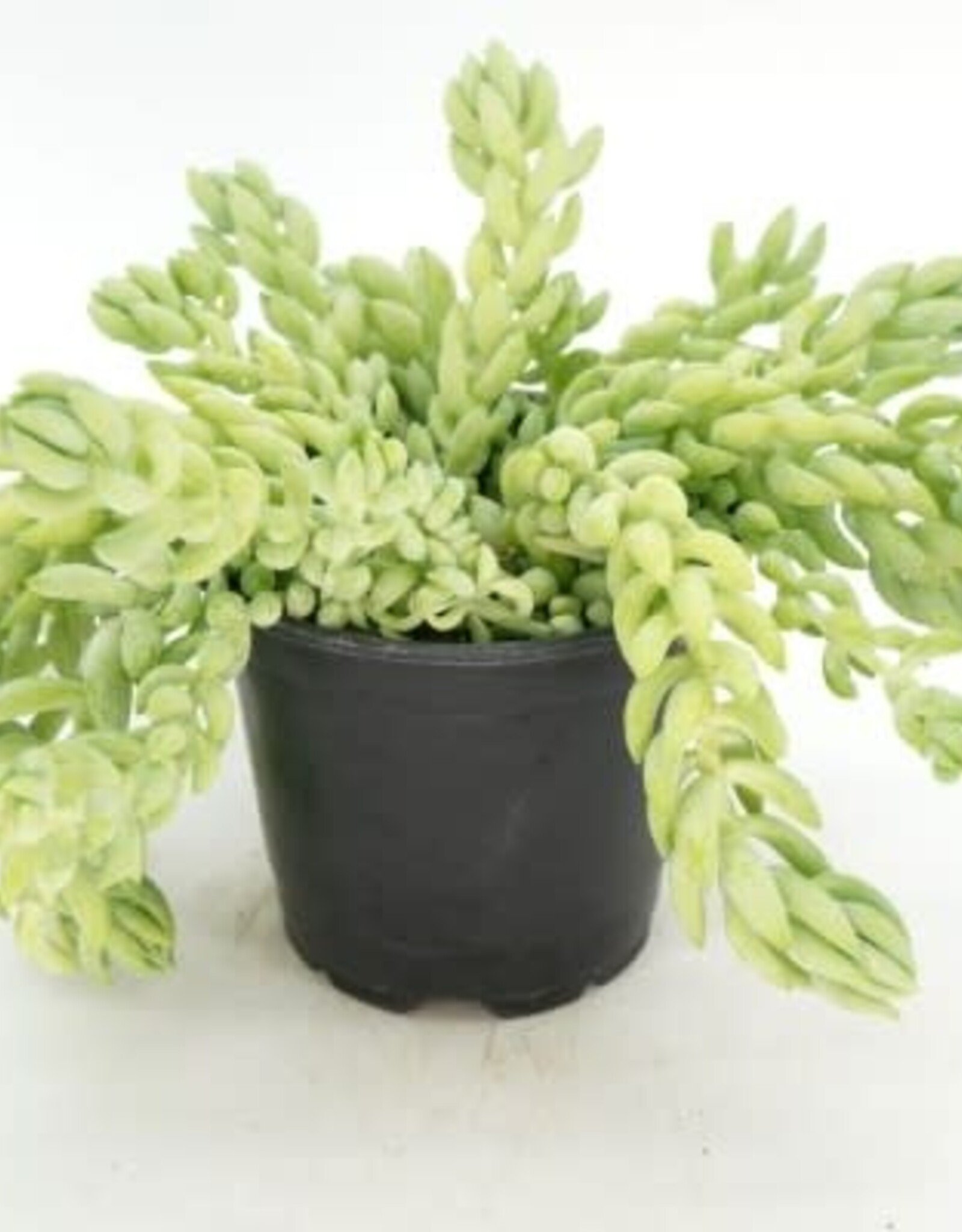Cascade Tropicals Sedum morganianum, - 4in Burro's Tail