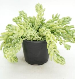 Cascade Tropicals Sedum morganianum, - 4in Burro's Tail