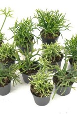 Cascade Tropicals Rhipsalis baccifera, - 4in Mistletoe Cactus