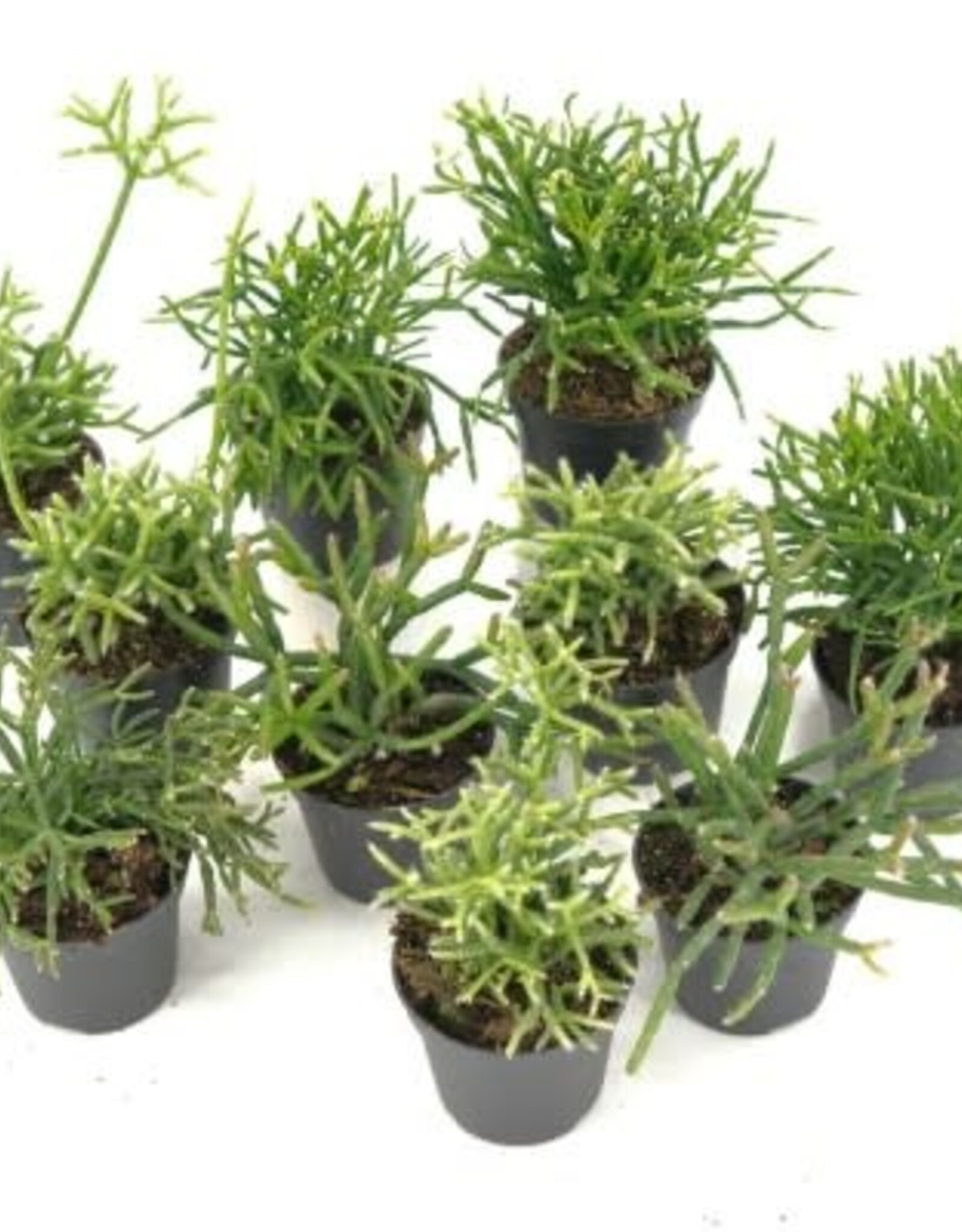 Cascade Tropicals Rhipsalis baccifera, - 4in Mistletoe Cactus
