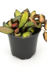 Cascade Tropicals Hoya 'DS 70 Variegated', - 4in Wax Flower Plant