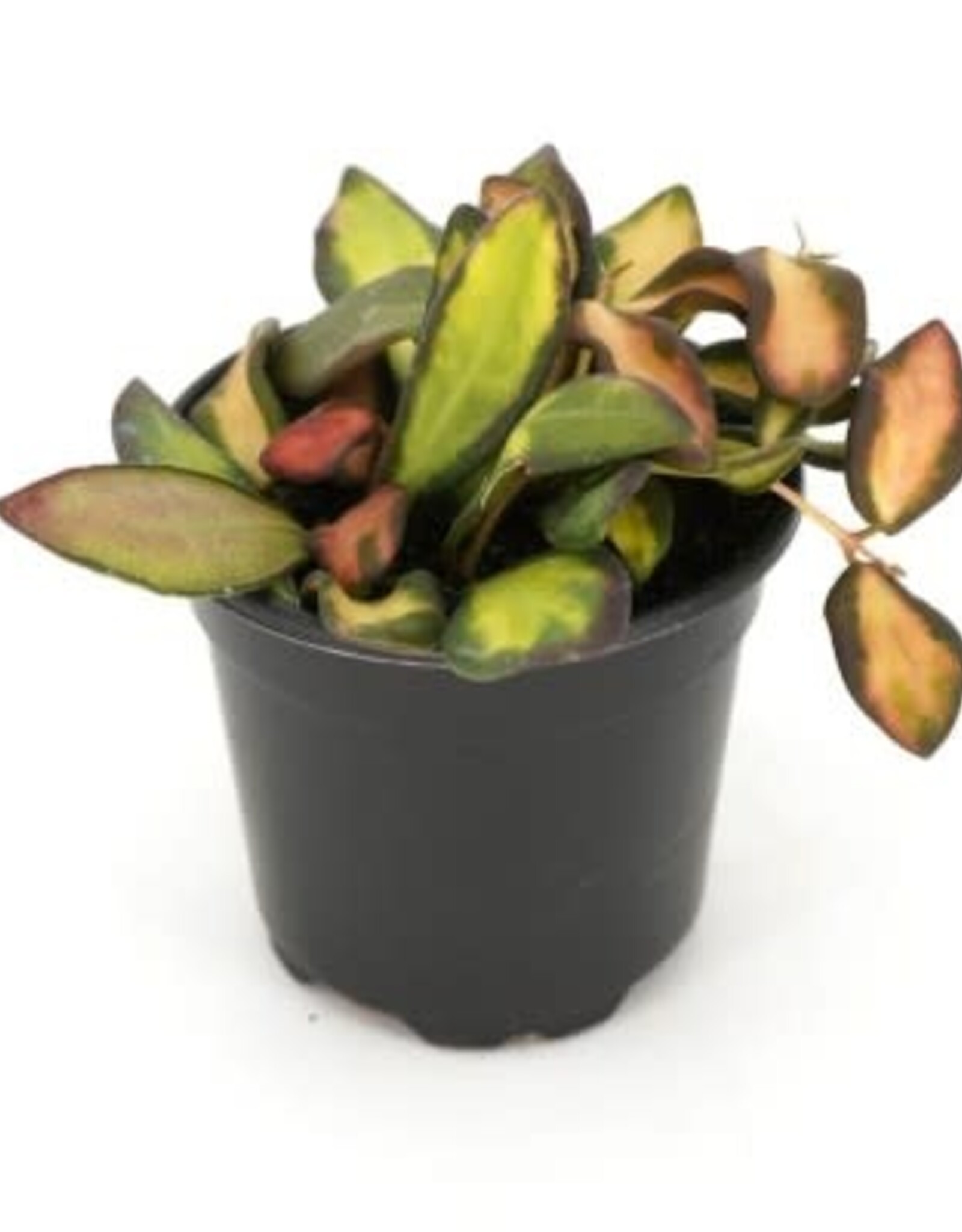 Cascade Tropicals Hoya 'DS 70 Variegated', - 4in Wax Flower Plant