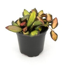 Cascade Tropicals Hoya 'DS 70 Variegated', - 4in Wax Flower Plant