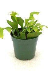 Cascade Tropicals Epiphyllum chrysocardium 'Shark Fin', - 4in Fernleaf Cactus