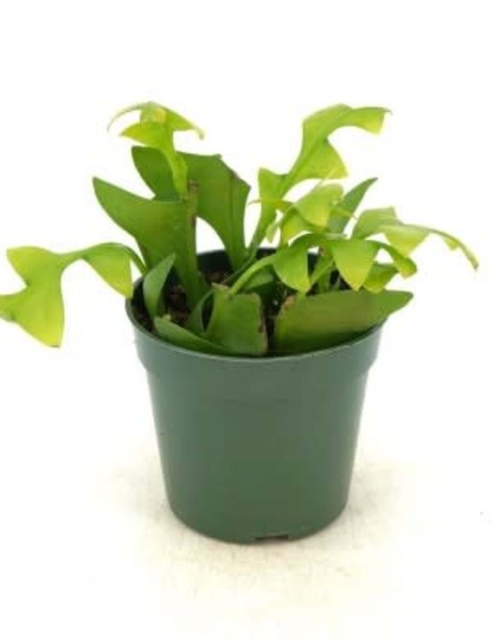Cascade Tropicals Epiphyllum chrysocardium 'Shark Fin', - 4in Fernleaf Cactus