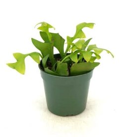 Cascade Tropicals Epiphyllum chrysocardium 'Shark Fin', - 4in Fernleaf Cactus