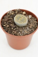 Cascade Tropicals Lithops assorted, - 2in Living Stone