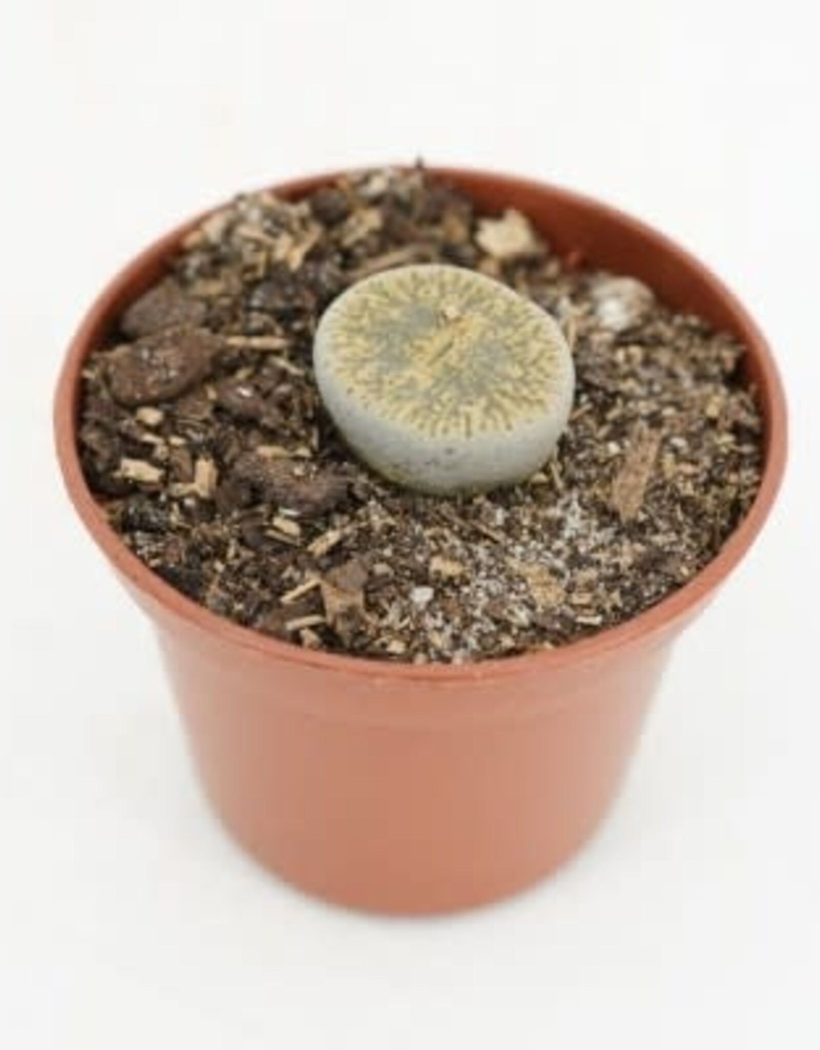 Cascade Tropicals Lithops assorted, - 2in Living Stone