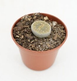 Cascade Tropicals Lithops assorted, - 2in Living Stone