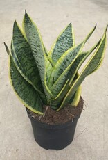 Mainland Sanservieria superba 6 inch  Snake Plant
