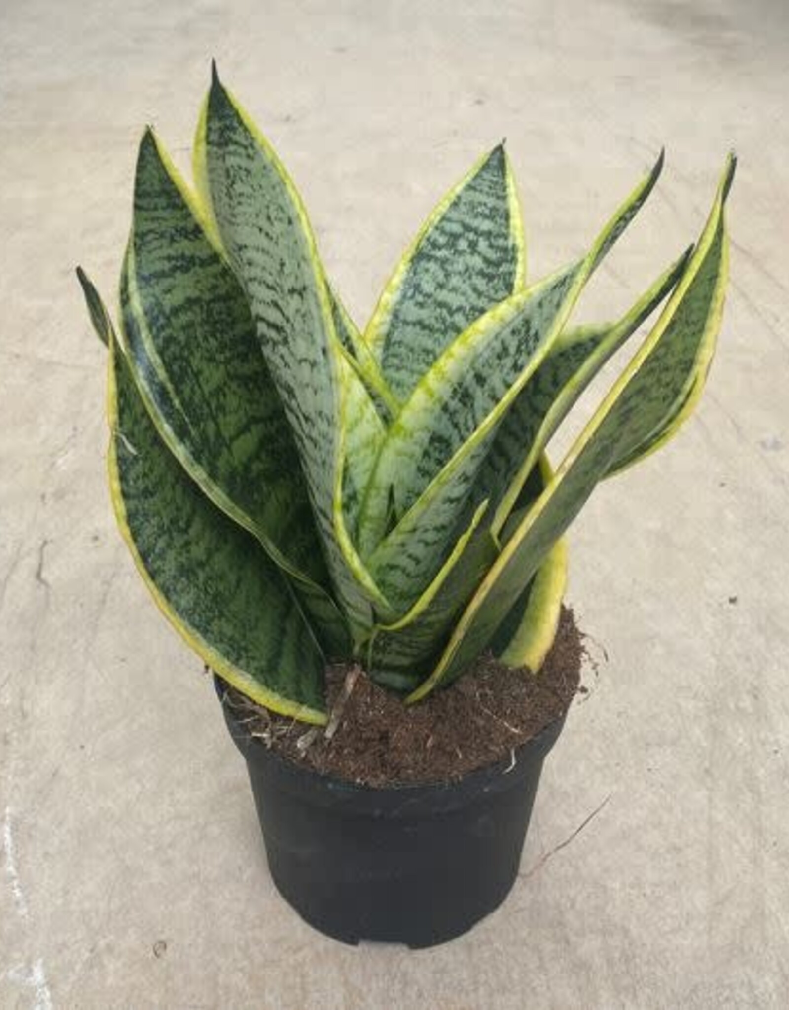 Mainland Sanservieria superba 6 inch  Snake Plant