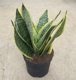 Mainland Sanservieria superba 6 inch  Snake Plant