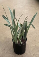 Mainland Sanservieria 'Sayuri' 10 inch  Snake Plant
