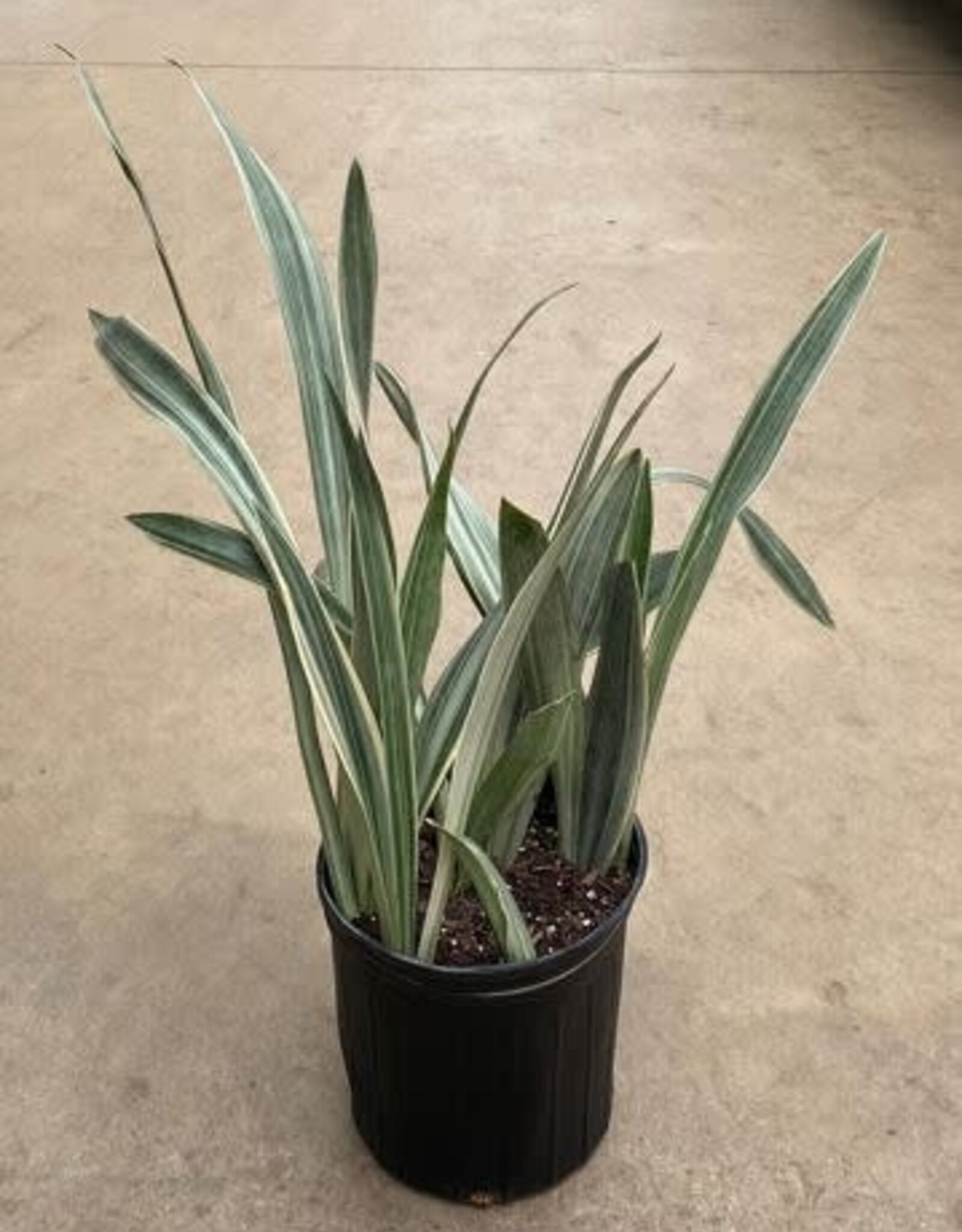 Mainland Sanservieria 'Sayuri' 10 inch  Snake Plant