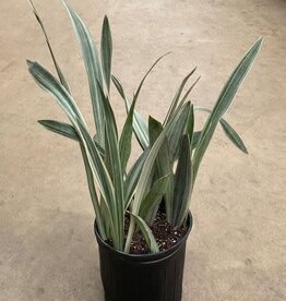 Mainland Sanservieria 'Sayuri' 10 inch  Snake Plant