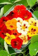 HM NASTURTIUM Dwarf Jewel Blend 1/8 oz