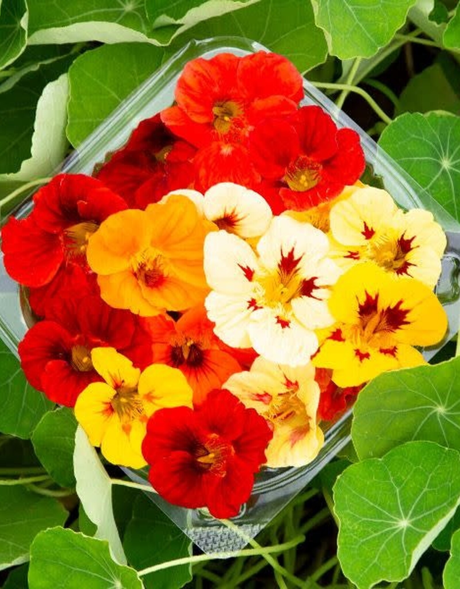 HM NASTURTIUM Dwarf Jewel Blend 1/8 oz