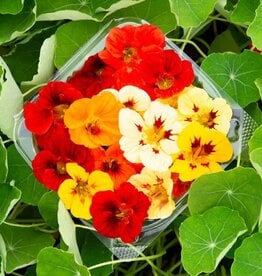HM NASTURTIUM Dwarf Jewel Blend 1/8 oz
