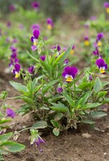HM NEW Anna Viola 50 seeds