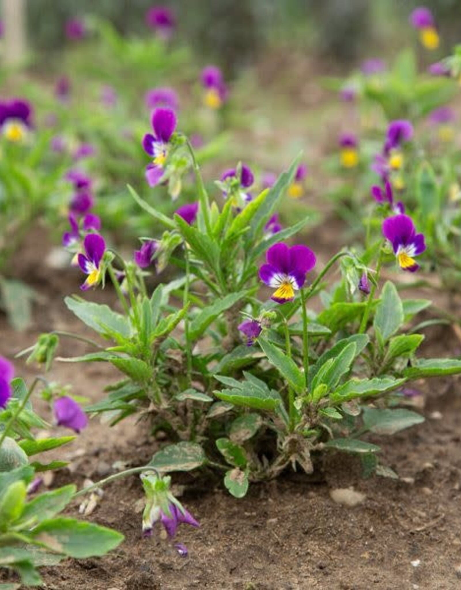 HM NEW Anna Viola 50 seeds