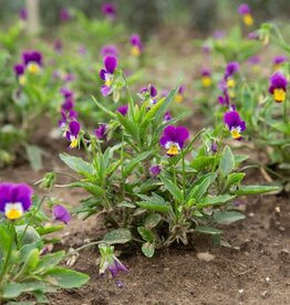 HM NEW Anna Viola 50 seeds