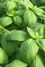 HM BASIL NEW Prospera DMR F1 1/10 gram