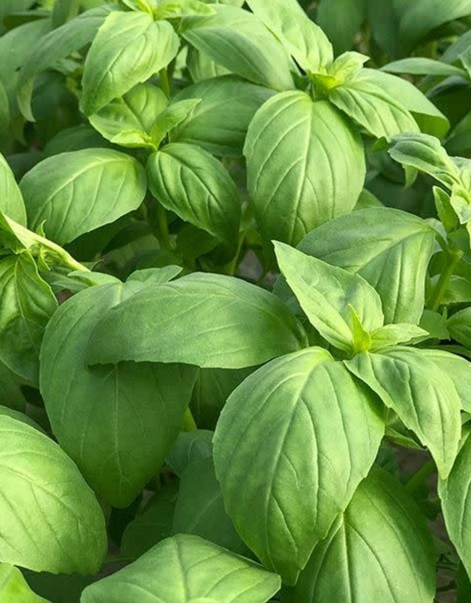 HM BASIL NEW Prospera DMR F1 1/10 gram