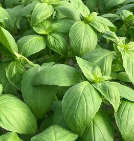 HM BASIL NEW Prospera DMR F1 1/10 gram