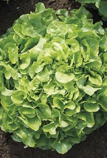 HM LETTUCE NEW Encino 500 seeds